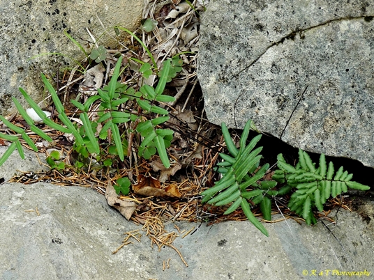 {Pellaea atropurpurea}